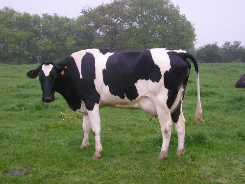 vache 9